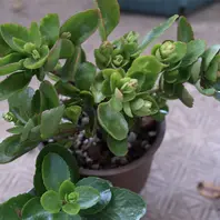 つぼみが現れはじめる「カランコエ・花から次の花まで」-そだレポ