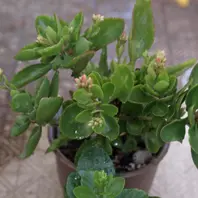 つぼみが色づきはじめる「カランコエ・花から次の花まで」-そだレポ