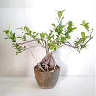 真夏もモリモリ「ガジュマルの仕立て直し（軽い枝曲げ）」-そだレポ