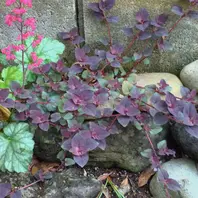 リシマキアの種類（原種、品種）｜植物図鑑｜みんなの趣味の園芸（NHK
