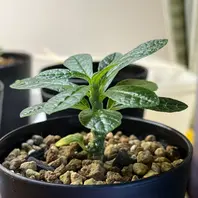 ドルステニア・ラブラニーの基本情報・育て方｜多肉植物