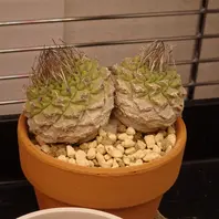 サボテンのそだレポ（栽培レポート）〔3ページ目〕｜植物図鑑
