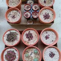アボニア・アルストニーの基本情報・育て方|多肉植物・サボテン アボニア・アルストニーの基本情報・育て方|多肉植物・サボテン