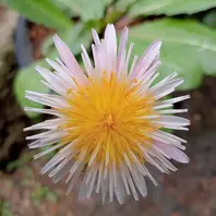 タンポポの種類（原種、品種）｜植物図鑑｜みんなの趣味の園芸