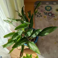 ストレリチアのそだレポ(栽培レポート)|植物図鑑|みんなの ストレリチアのそだレポ(栽培レポート)|植物図鑑|みんなの