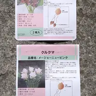 【初売り】 クルクマとは｜育て方がわかる植物図鑑｜みんなの趣味の園芸 花
