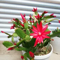 イースターカクタスの育て方・栽培方法｜植物図鑑｜みんなの趣味の園芸