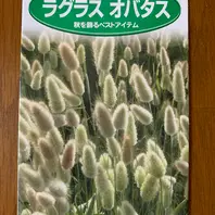ラグラスの育て方・栽培方法|植物図鑑|みんなの趣味の園芸 ラグラスの育て方・栽培方法|植物図鑑|みんなの趣味の園芸