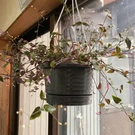 ブライダルベールとは｜育て方がわかる植物図鑑｜みんなの趣味の園芸