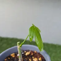 格安saleスタート ボ パキラのそだレポ（栽培レポート）｜植物図鑑｜みんなの趣味の園芸 パキラ