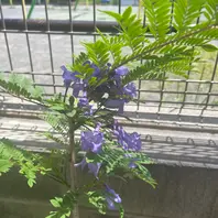 ジャカランダとは｜育て方がわかる植物図鑑｜みんなの趣味の園芸（NHK