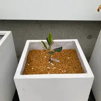 花芽かな！？「タイサンボク・リトルジェム」-そだレポ｜みんなの趣味