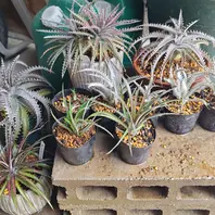 ディッキア・コリスタミネアの基本情報・育て方｜多肉植物・サボテン