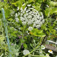 ホワイトレースフラワーとは｜育て方がわかる植物図鑑｜みんなの