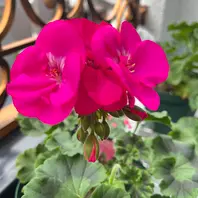 ゼラニウム（ゼラニューム）のそだレポ（栽培レポート）｜植物