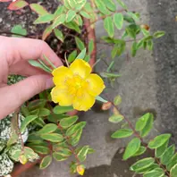 オトギリソウ（ヒペリカム）の仲間の種類（原種、品種）｜植物