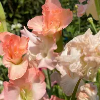 グラジオラス（夏咲き）とは｜育て方がわかる植物図鑑｜みんなの