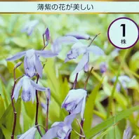 シランとは｜育て方がわかる植物図鑑｜みんなの趣味の園芸（NHK出版）