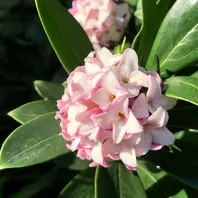 ジンチョウゲのそだレポ（栽培レポート）｜植物図鑑｜みんなの