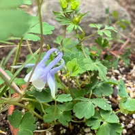 ミヤマオダマキの種類（原種、品種）｜植物図鑑｜みんなの趣味の園芸
