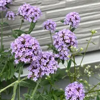 もらって 嬉しい お歳暮 ランキング バーベナの育て方・栽培方法｜植物図鑑｜みんなの趣味の園芸 花