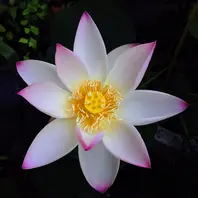 ♫ハスの育て方♫ ハス・はす・蓮】ハスの季節ごとの苗の状態と管理(育て方