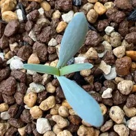 奇想天外（ウェルウィッチア）のそだレポ（栽培レポート）｜植物
