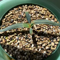 奇想天外（ウェルウィッチア）のそだレポ（栽培レポート）｜植物