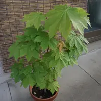 カエデ（モミジ）とは｜育て方がわかる植物図鑑｜みんなの趣味の