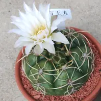 ギムノカリキウムの種類（原種、品種）｜植物図鑑｜みんなの趣味の園芸