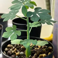 アデニア・グラウカの基本情報・育て方|多肉植物・サボテン図鑑 アデニア・グラウカの基本情報・育て方|多肉植物・サボテン図鑑