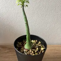 【お知らせページ】アデニアグラウカ　種子 種子/高難度] アデニア グラウカ Adenia glaucaの商品情報