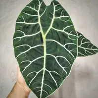 アロカシアのそだレポ(栽培レポート)|植物図鑑|みんなの趣味 アロカシアのそだレポ(栽培レポート)|植物図鑑|みんなの趣味