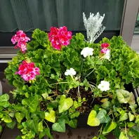 ゼラニウム（ゼラニューム）とは｜育て方がわかる植物図鑑｜みんなの