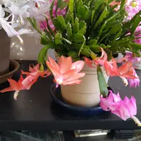 シャコバサボテンとは|育て方がわかる植物図鑑|みんなの趣味の シャコバサボテンとは|育て方がわかる植物図鑑|みんなの趣味の