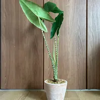 アロカシアの育て方・栽培方法｜植物図鑑｜みんなの趣味の園芸（NHK出版）