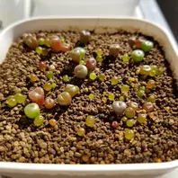 リトープス　種子リスト(注文可能) ① 019551ad3a81aab949aa70e1acc2ce