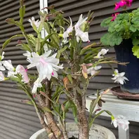 最先端 シャコバサボテンとは｜育て方がわかる植物図鑑｜みんなの趣味の サボテン