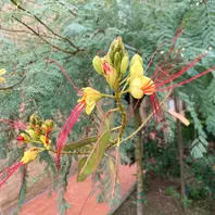 ホウオウボク（鳳凰木）の種類（原種、品種）｜植物図鑑｜みんなの趣味