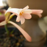 ダリア【キルタンサス】 キルタンサスとは｜育て方がわかる植物図鑑｜みんなの趣味の園芸（NHK