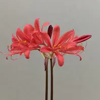 リコリス（ヒガンバナの仲間）のそだレポ（栽培レポート）｜植物図鑑