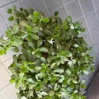 金のなる木とは｜育て方がわかる植物図鑑｜みんなの趣味の園芸（NHK出版）