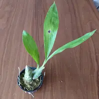 カタセタムの種類（原種、品種）｜植物図鑑｜みんなの趣味の園芸（NHK