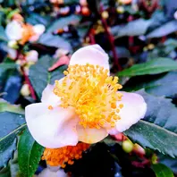 茶の木 チャノキ (Camellia sinensis)