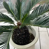 ソテツのそだレポ（栽培レポート）｜植物図鑑｜みんなの趣味の園芸