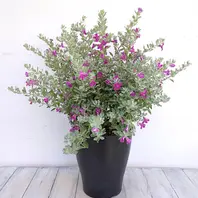 レウコフィラムとは｜育て方がわかる植物図鑑｜みんなの趣味の園芸