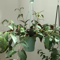 エスキナンサスの育て方・栽培方法｜植物図鑑｜みんなの趣味の園芸