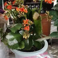 カランコエ（鉢花）とは｜育て方がわかる植物図鑑｜みんなの趣味