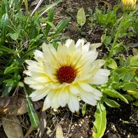 カレンデュラページ Amazon.co.jp: JOFL 英国ジョンソンシード Calendula Neon