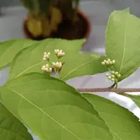 ムラサキシキブの種類（原種、品種）｜植物図鑑｜みんなの趣味の園芸